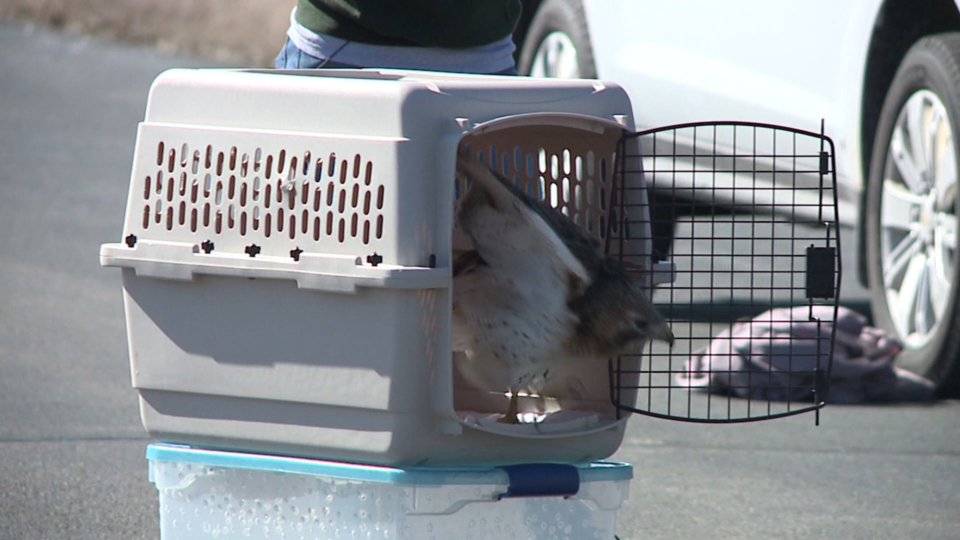 Hawk release