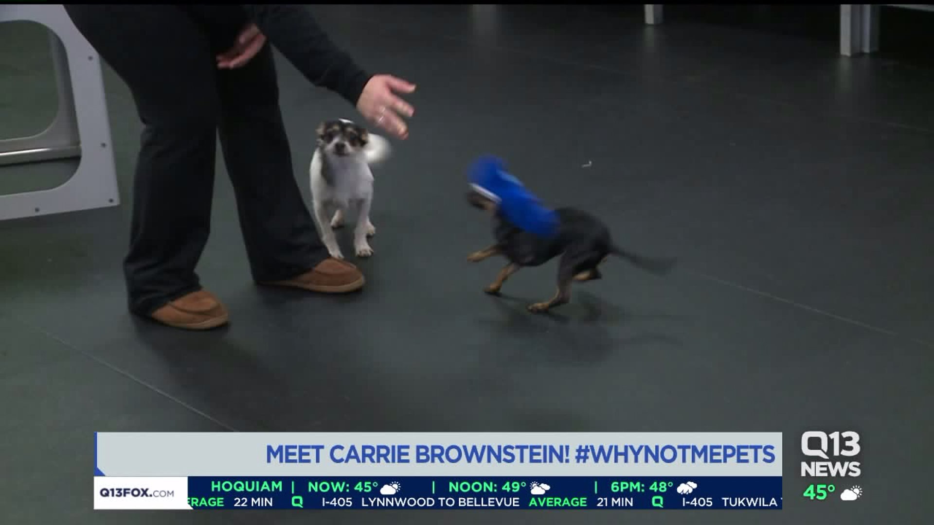 Puppy named after Carrie Brownstein looking for a home. #WhyNotMePets