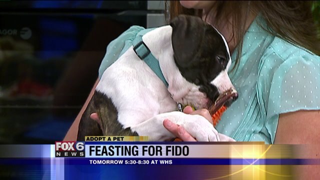 Feasting for Fido, how you can get involved