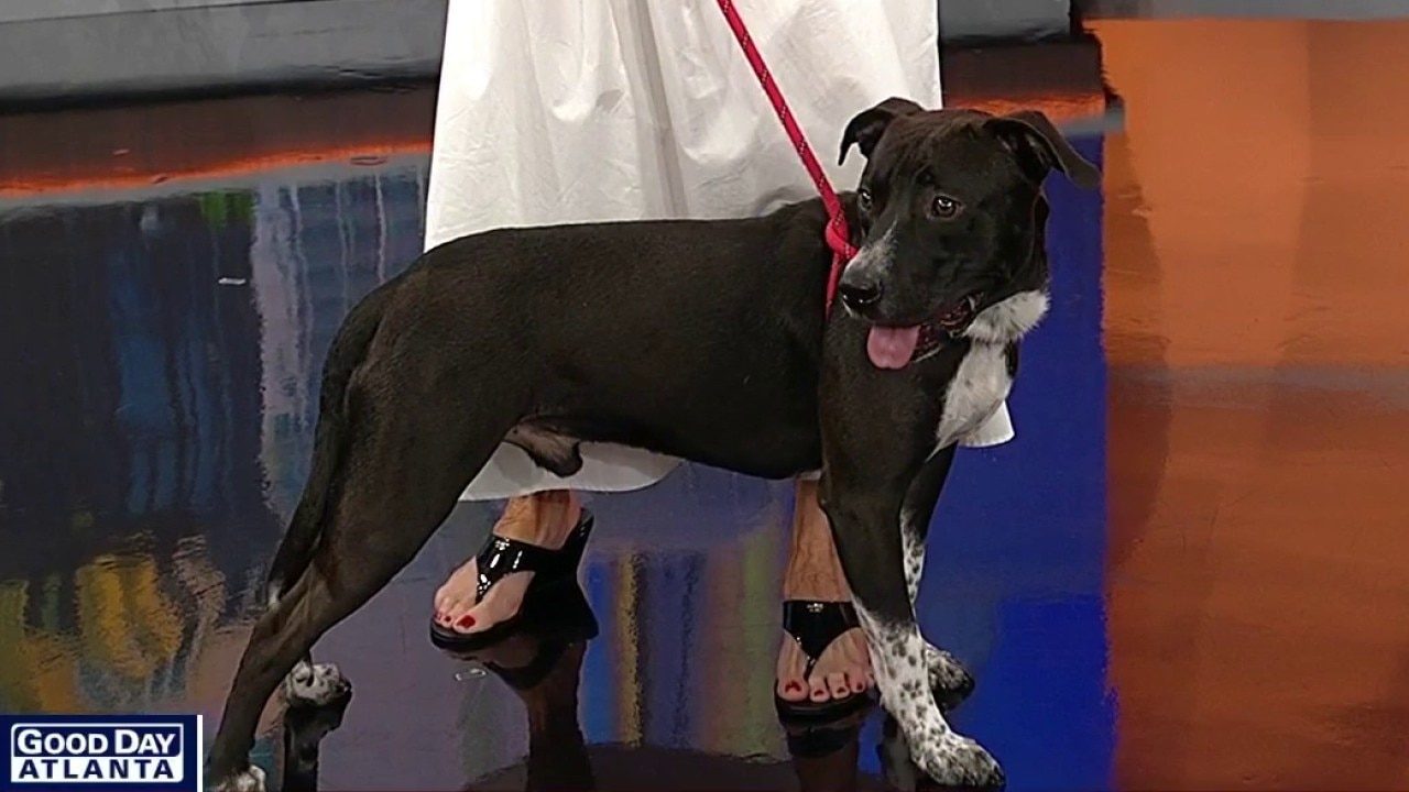Pet of the day: Winchester