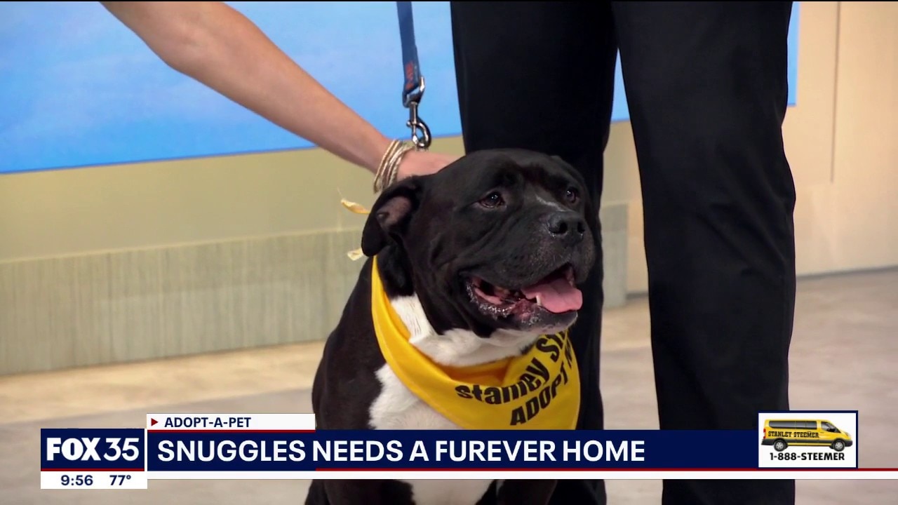 Adopt-A-Pet: Meet Snuggles