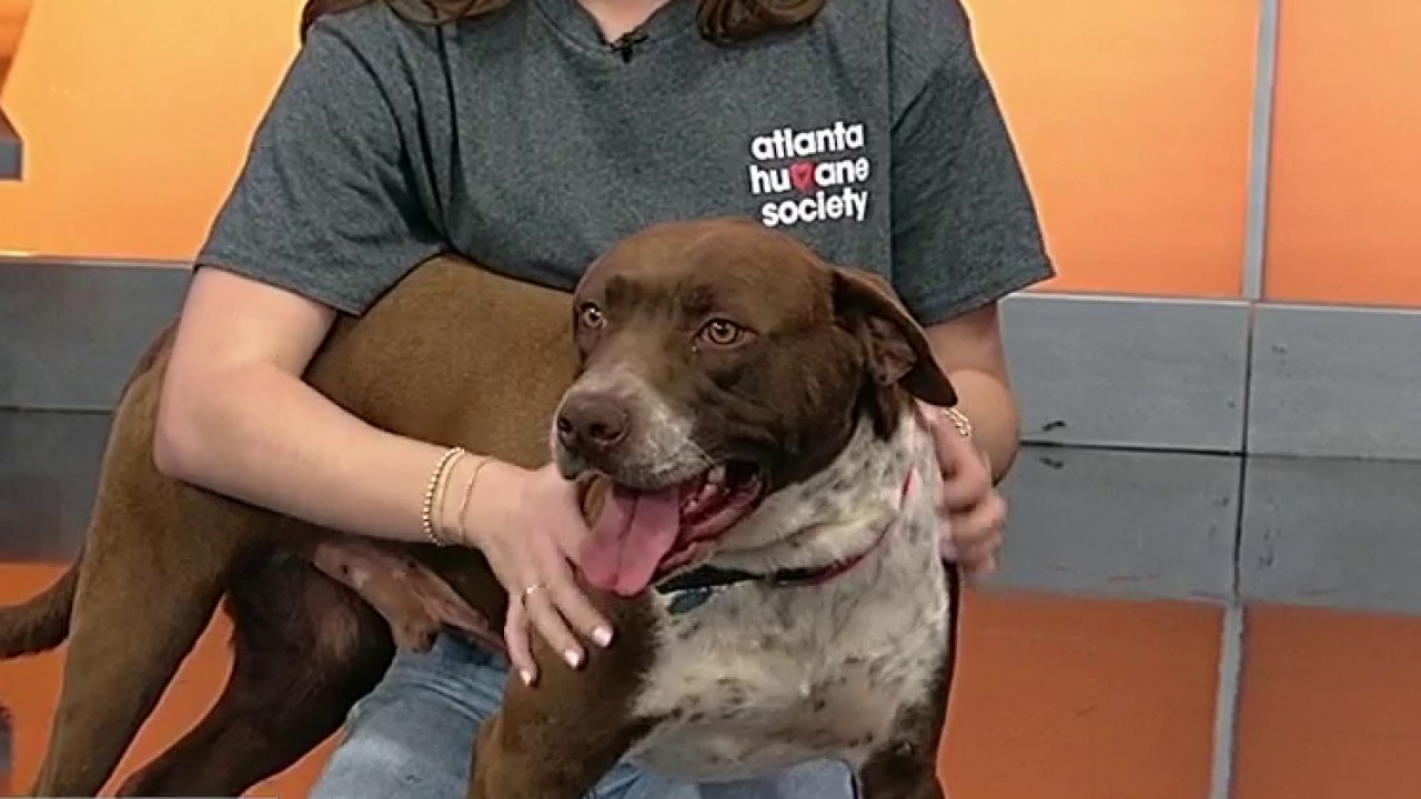 Pet of the day: Miles