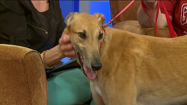 Learn why the transition for greyhounds is different than other adopted animals