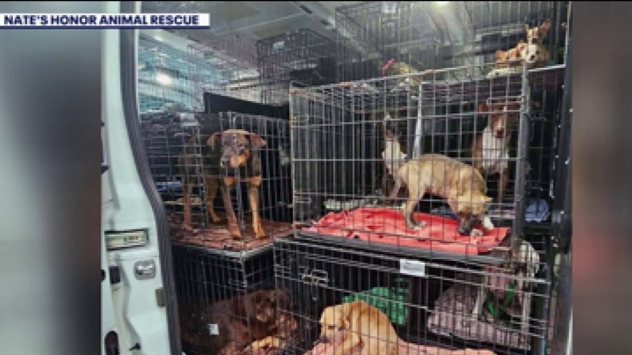 Nearly 2 dozen dogs rescued from storm