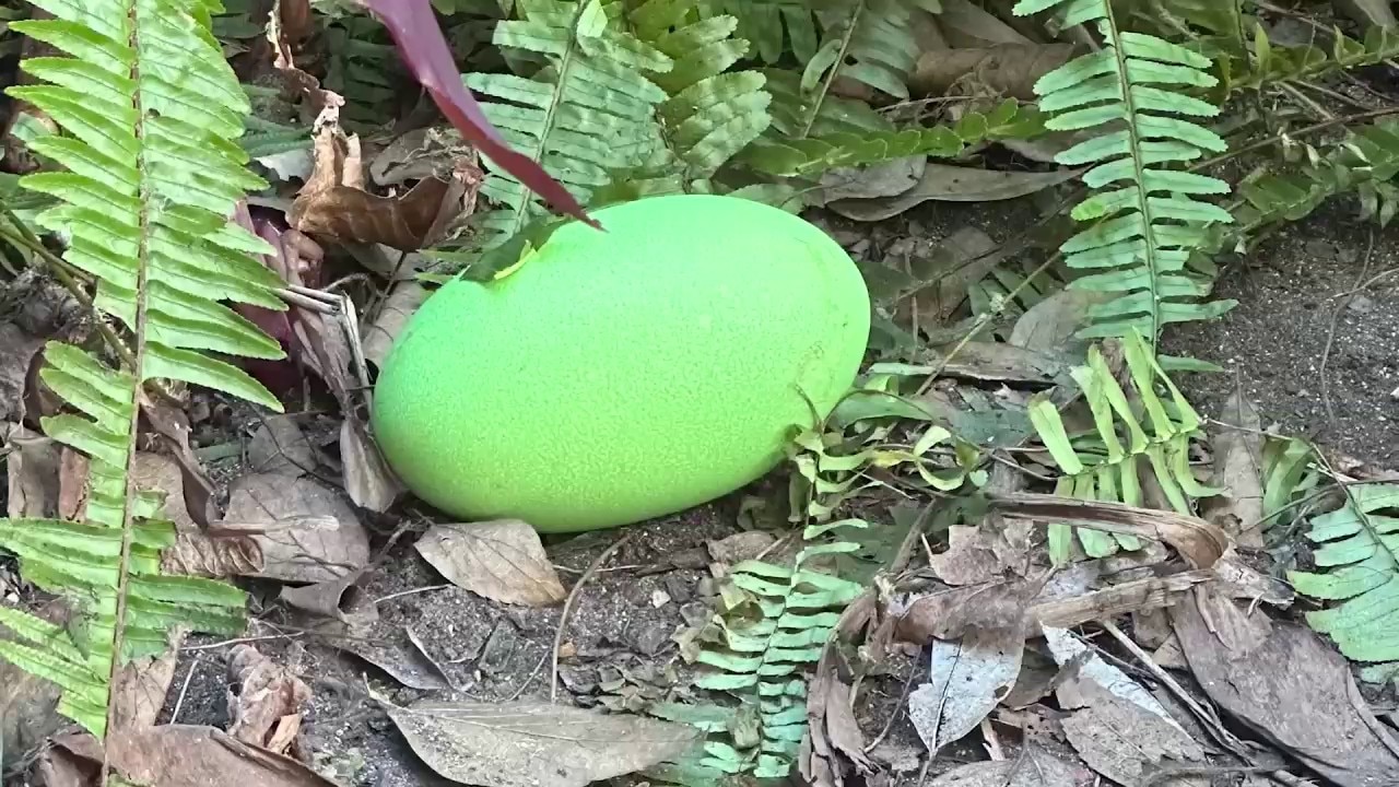 1st pair of cassowary eggs laid in decades at Australia zoo