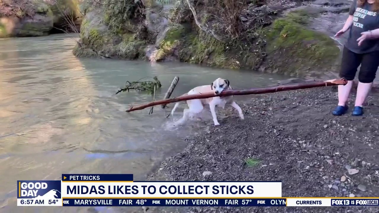 Good Day Pet Tricks for Thursday, July 30