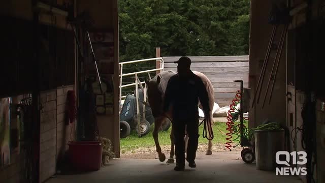 Veterans' PTSD dramatically declines with horse therapy