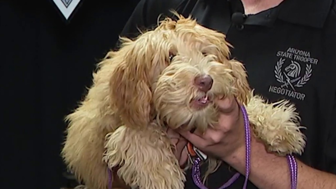 Arizona DPS welcomes new comfort dog Daisy