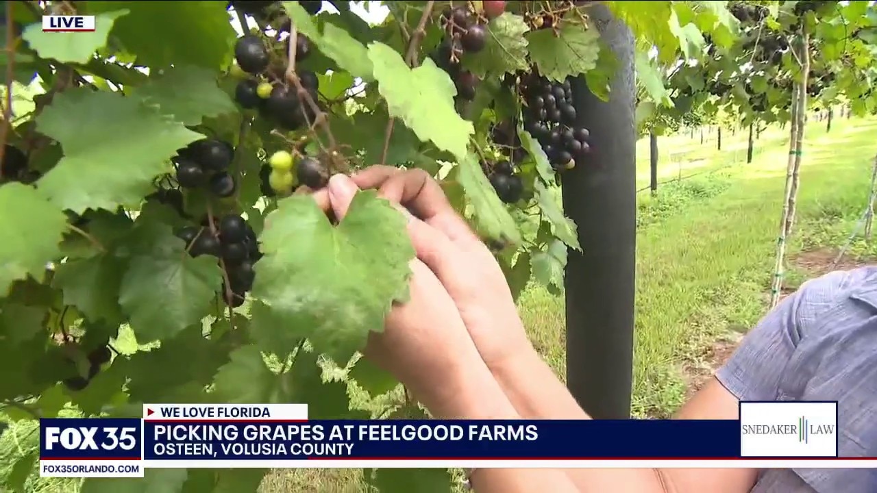 Picking grapes at Feelgood Farms