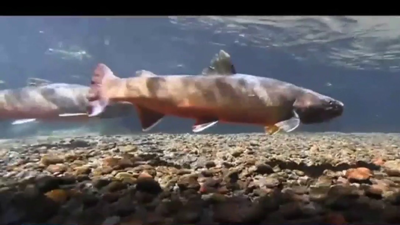 Snohomish River closes to all fishing