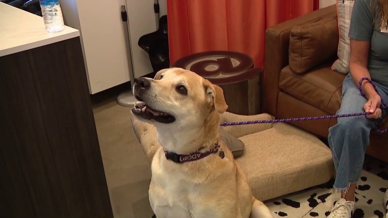 Scottsdale animal shelter working to keep dogs off streets during peak summer season