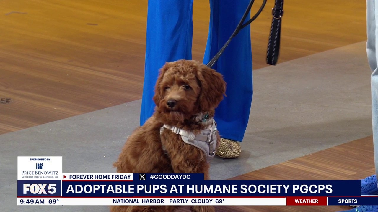 Adoptable Pups at Human Society PGCPS