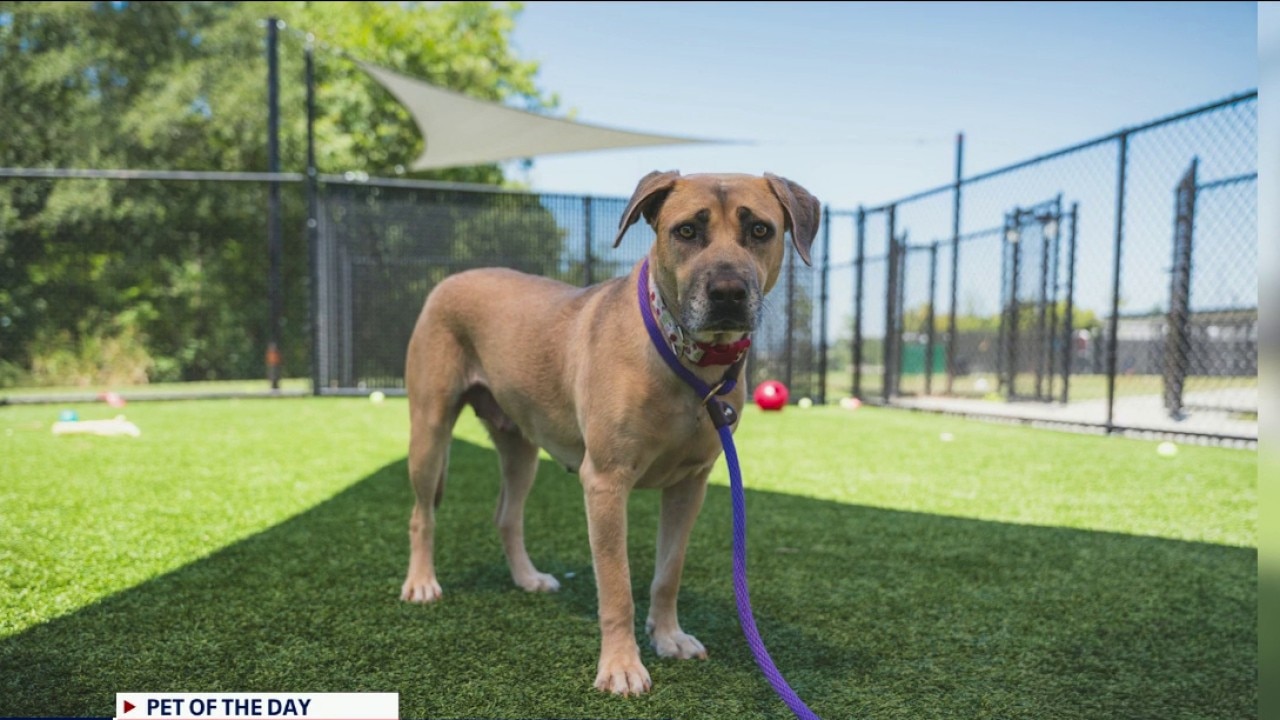 Pet of the day: Lovebug