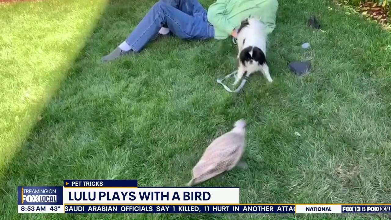 Good Day Pet Tricks for Monday, 10/12