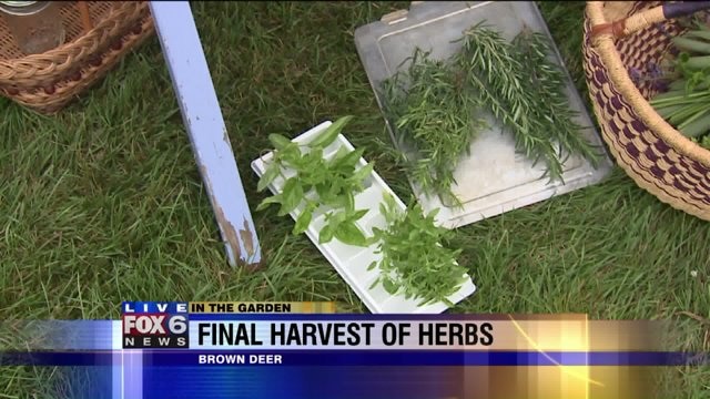 : The final harvest of herbs should be done before the weather gets too cold