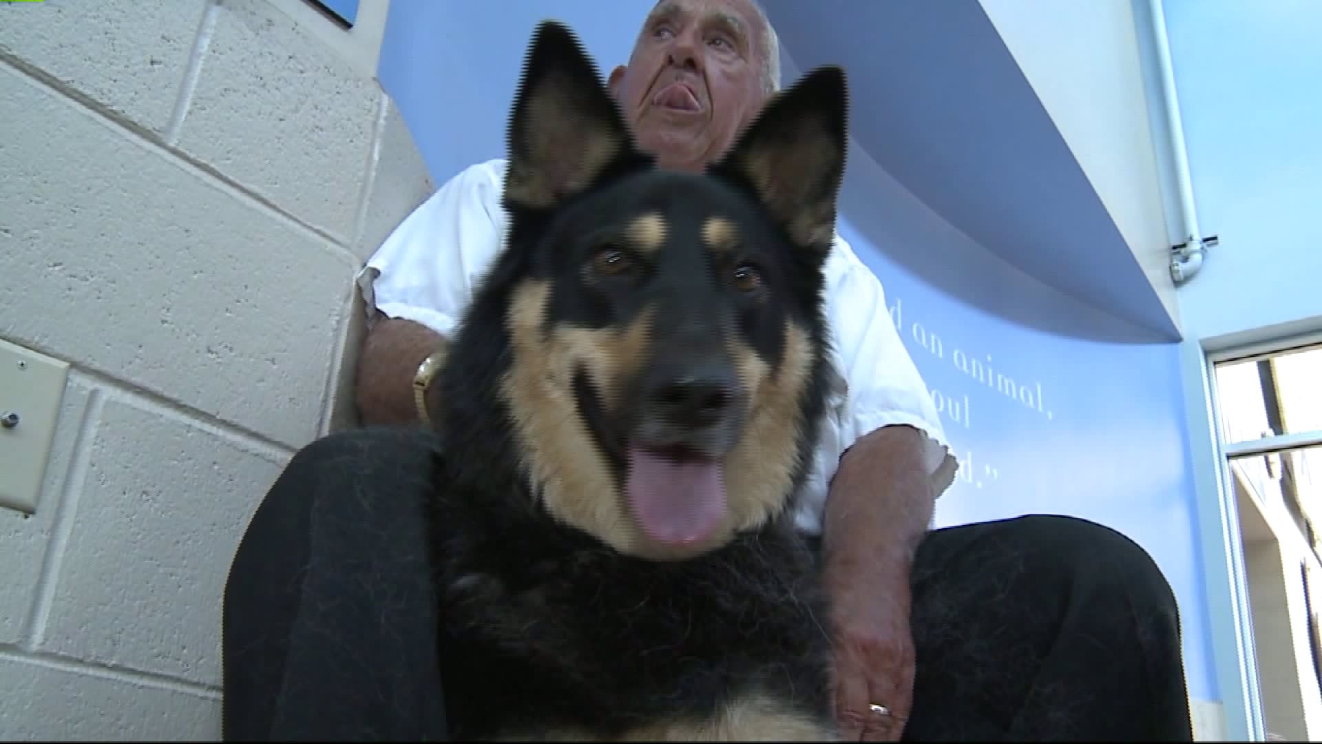 Rabies vaccination