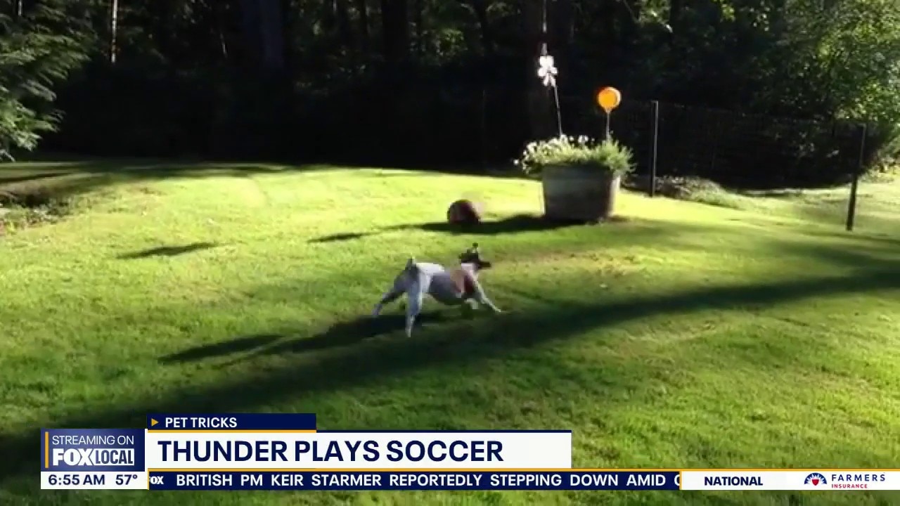 Good Day Pet Tricks for Monday, June 22