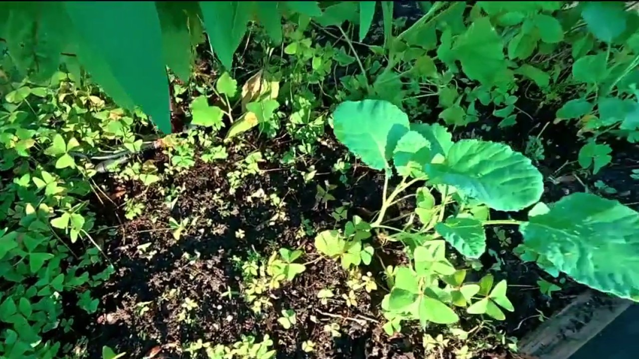 When to plant seeds in your garden