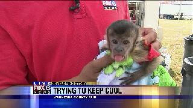 Baby monkey joins FOX6s Justin Williams at Waukesha Co. Fair
