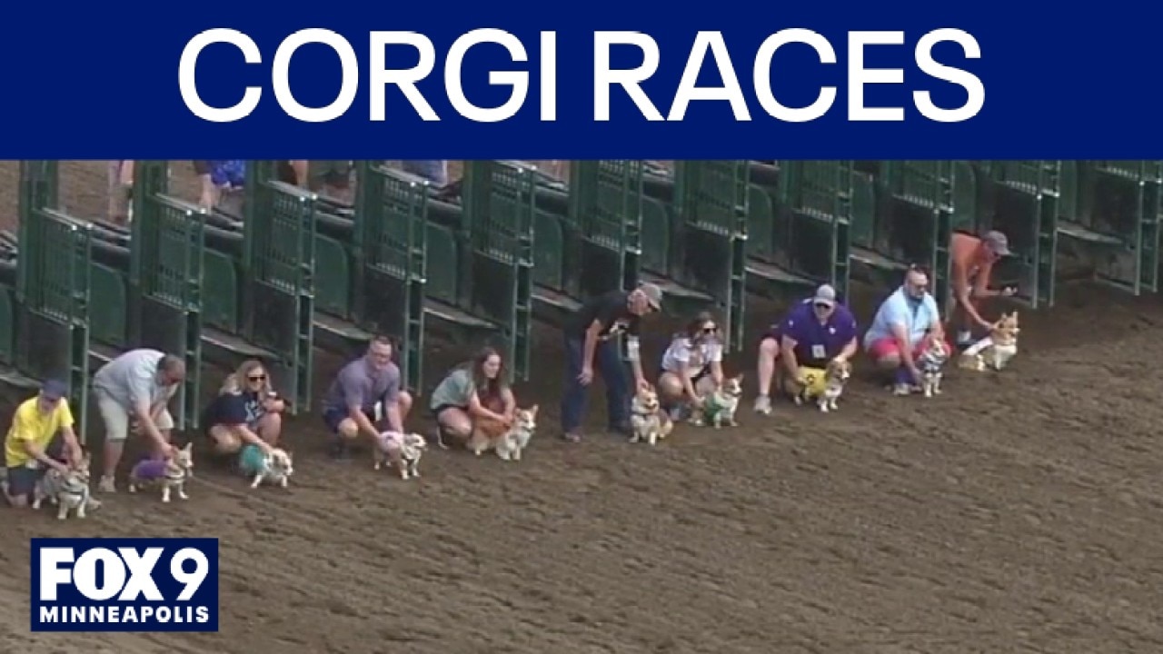 Corgis race at Canterbury Park