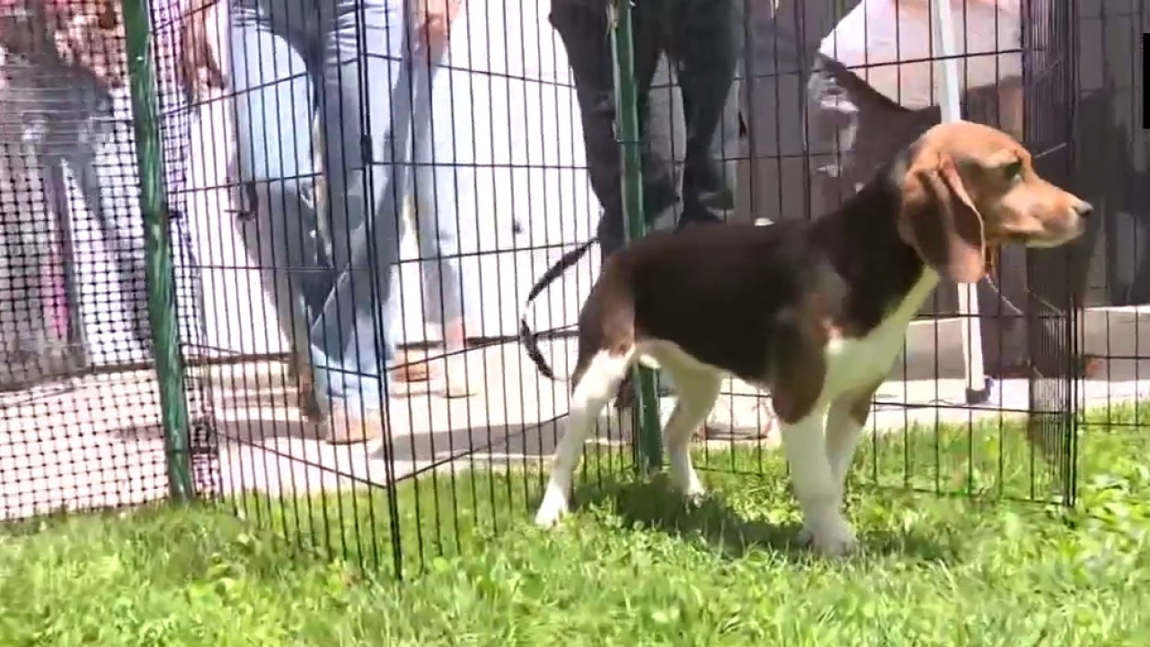 Ridglan Farms beagles: Big Dog Ranch Rescue secures release of remaining dogs