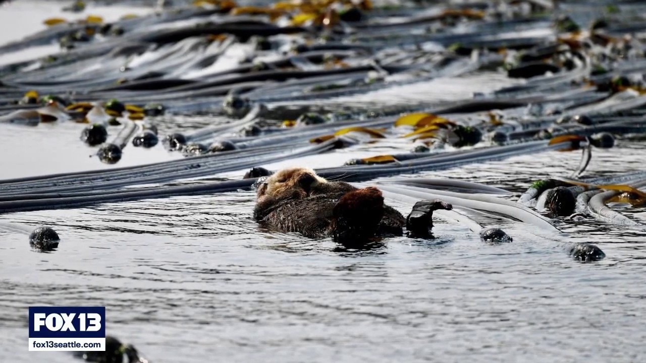WA marine biologists excited by new sea otter spotting