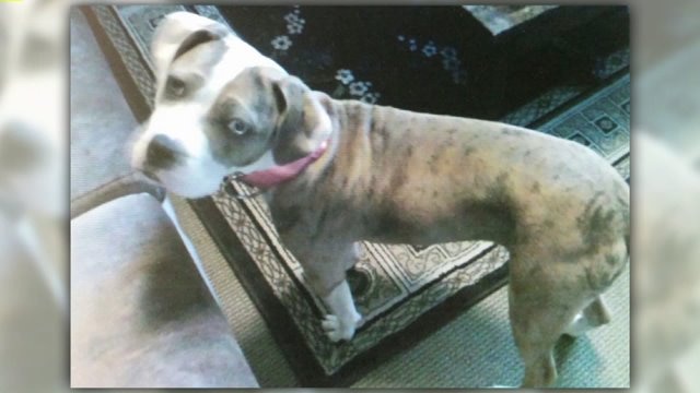 Man accused of torturing, killing dog