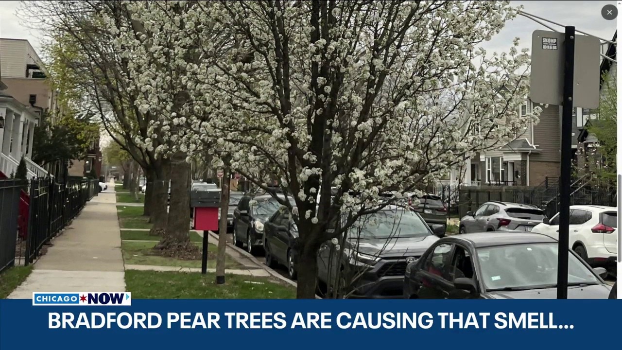 Bradford pear trees bloom across Illinois as ban countdown begins | ChicagoNOW