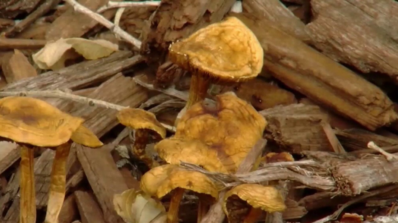 Mushroom poisoning surge in California