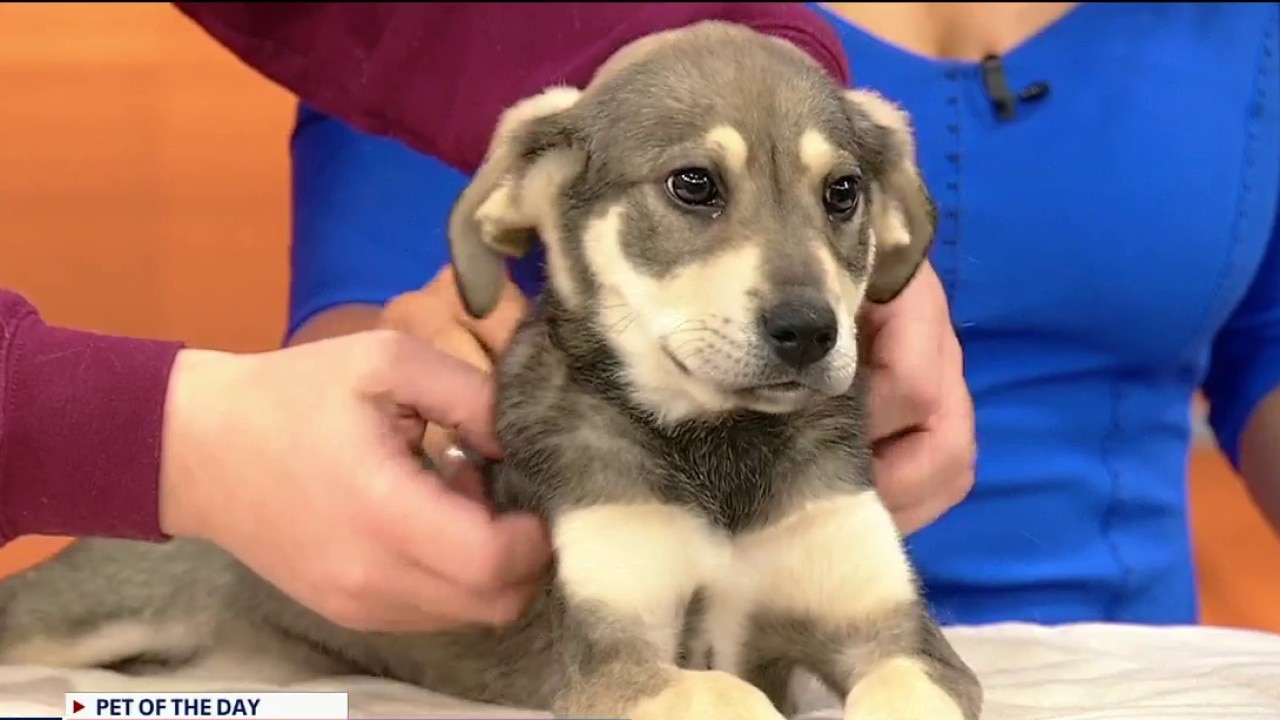 Pet of the day: Avery