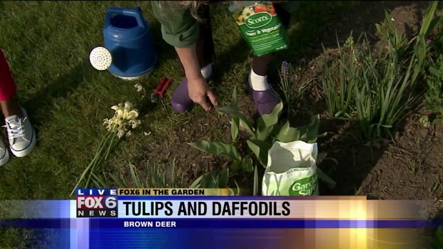 When the tulips and daffodils fade they still need some time and TLC