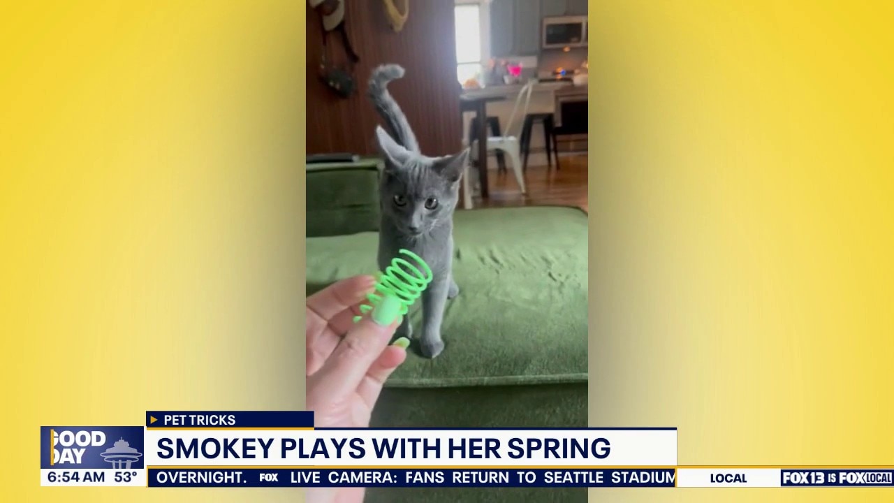 Good Day Pet Tricks for Tuesday, July 7