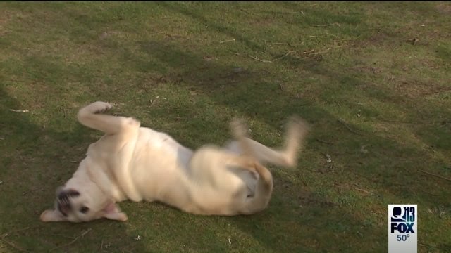 Woman claims dogs were intentionally poisoned