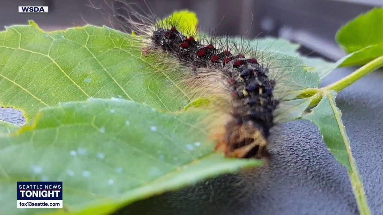 How WA is eradicating pests threatening local agriculture