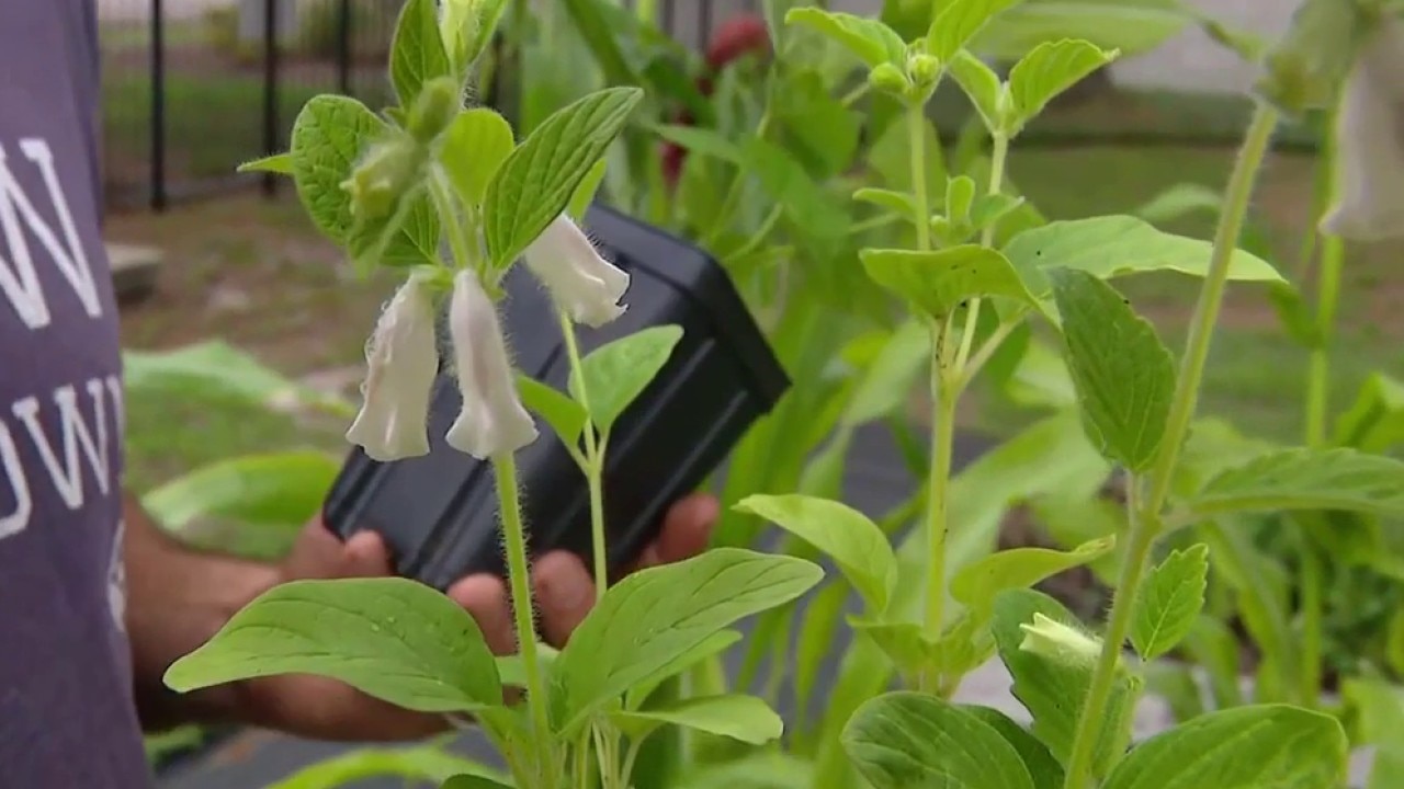 Summer crops and fertilizer usage awareness