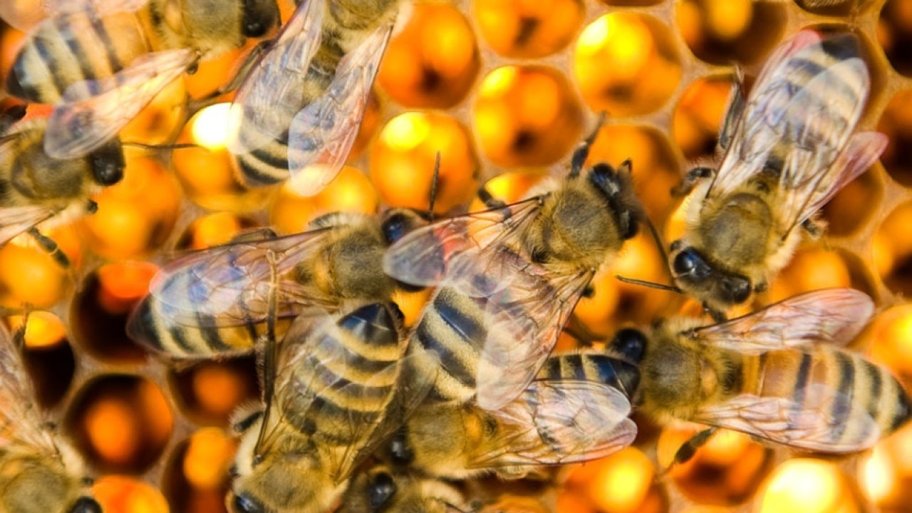 Could data centers be disrupting bees? Chicago beekeeper weighs in | ChicagoLIVE