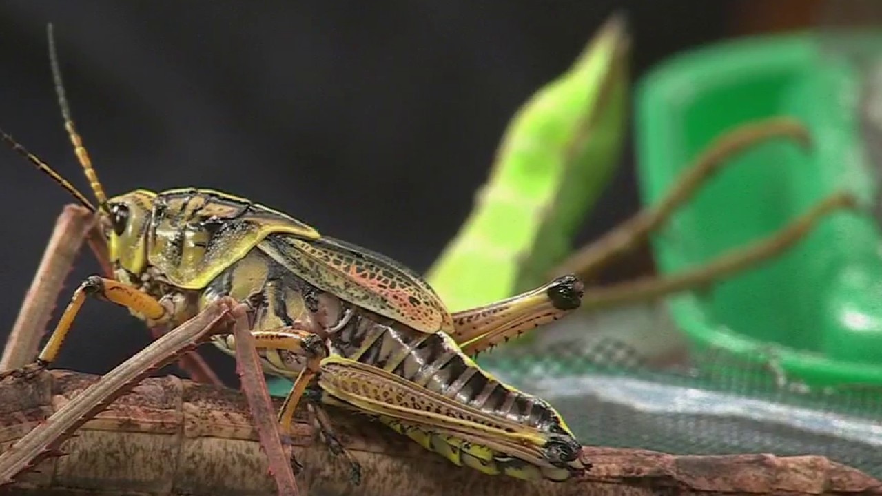 Insectpalooza returns to San Francisco