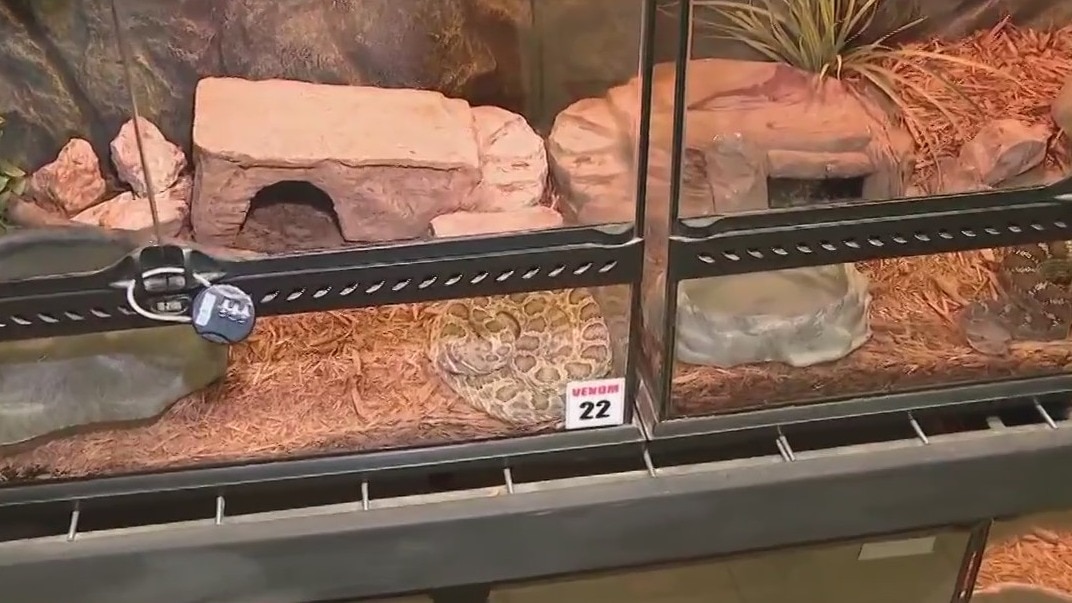 Give it a try, Ty: Rattler wrangling class