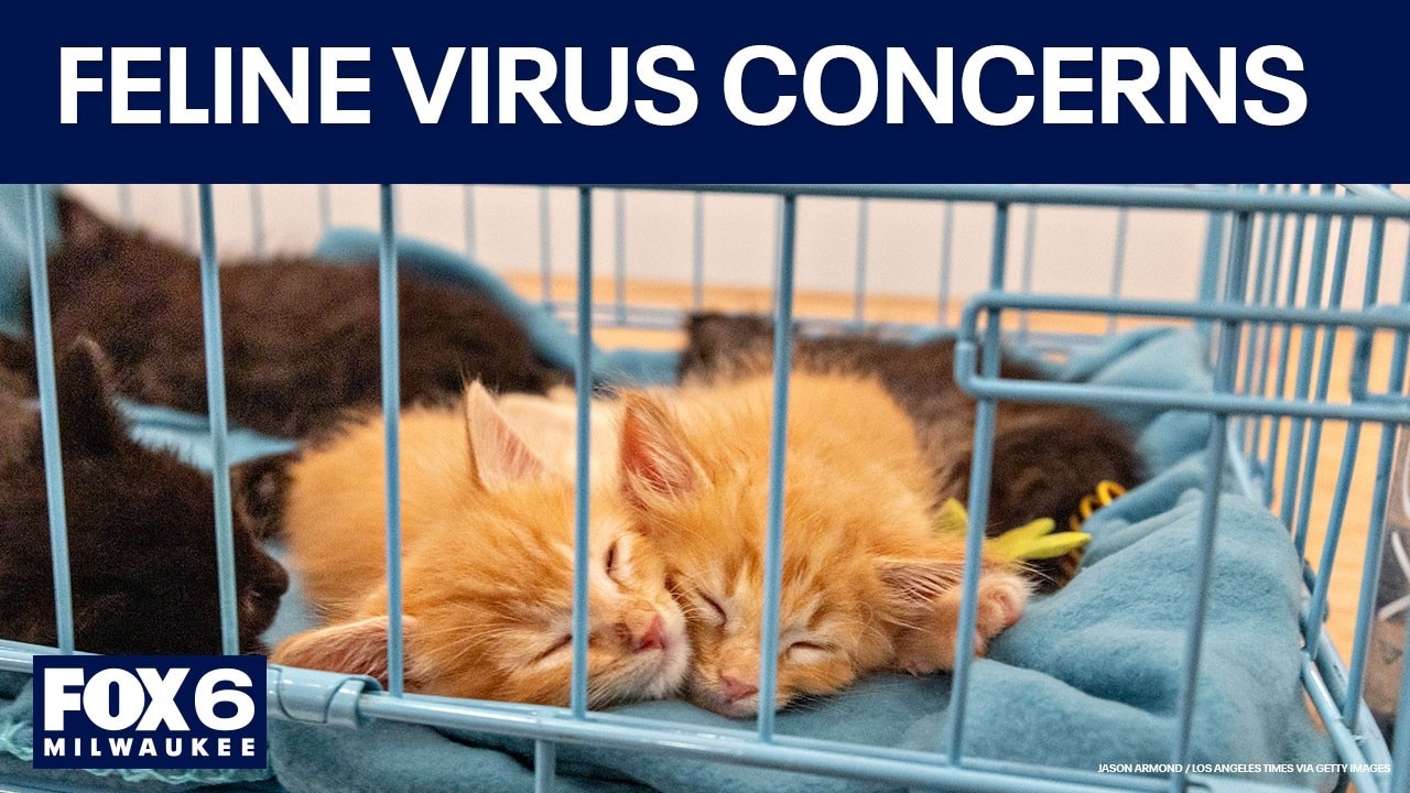 Wisconsin Humane Society sees increase in feline virus cases