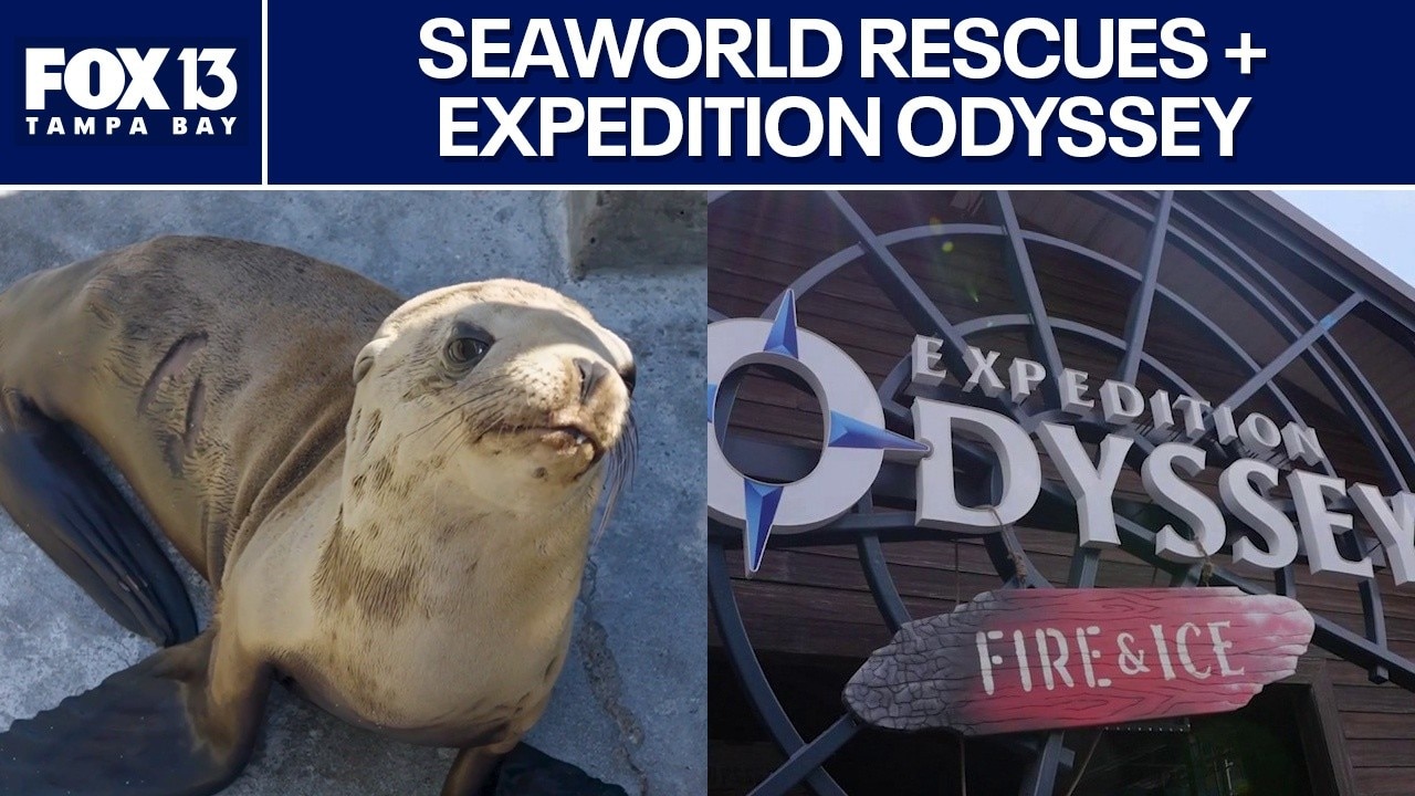 SeaWorld celebrates rescue milestone