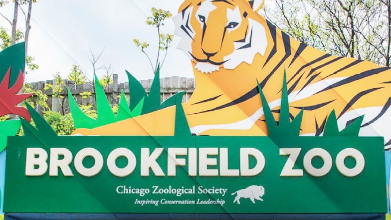 Brookfield Zoo Chicago to welcome two gorillas after relocating two others | ChicagoLIVE