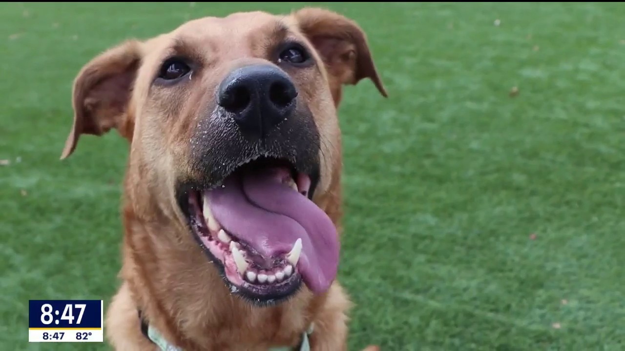 Dog of the Day: Starfire