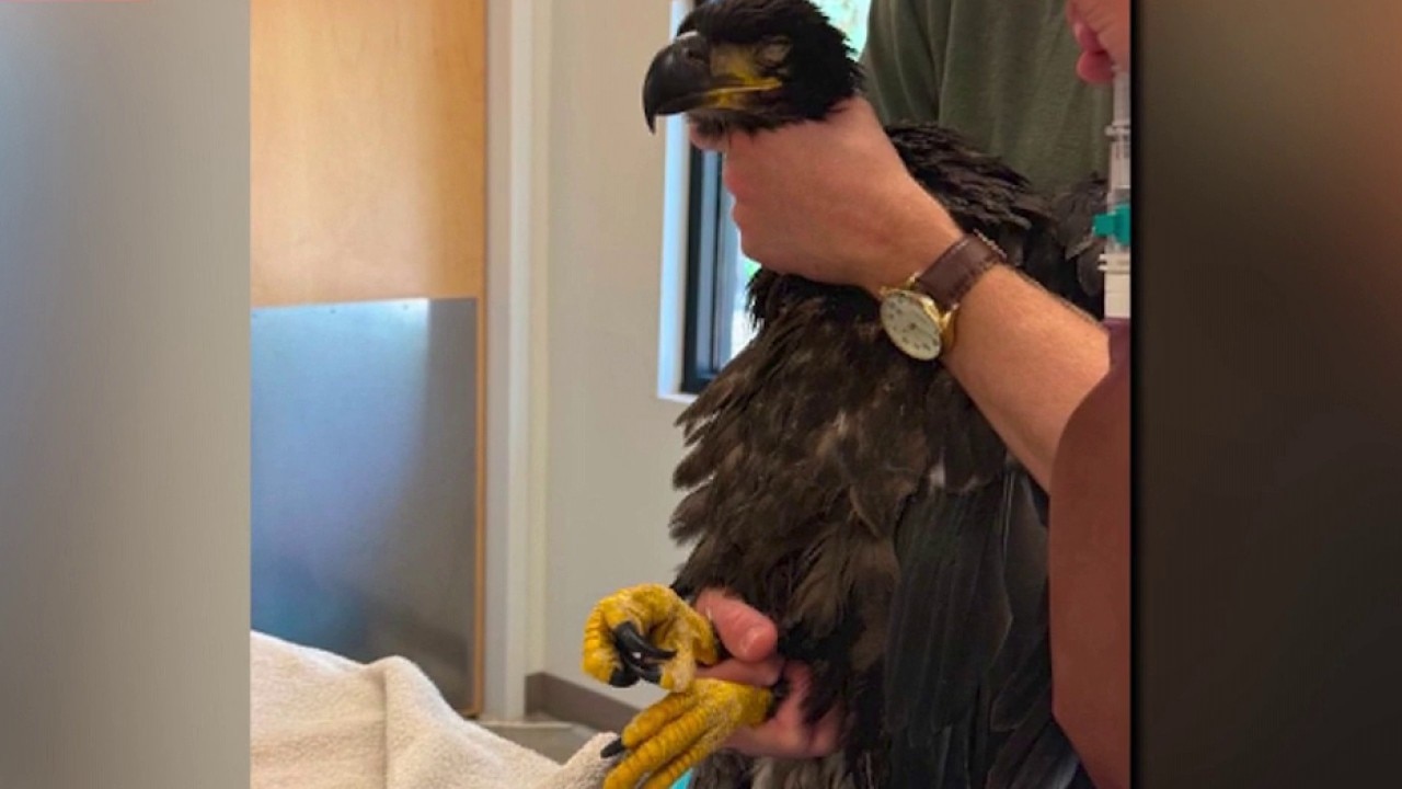 Arizona bald eagle rescued after swallowing hook