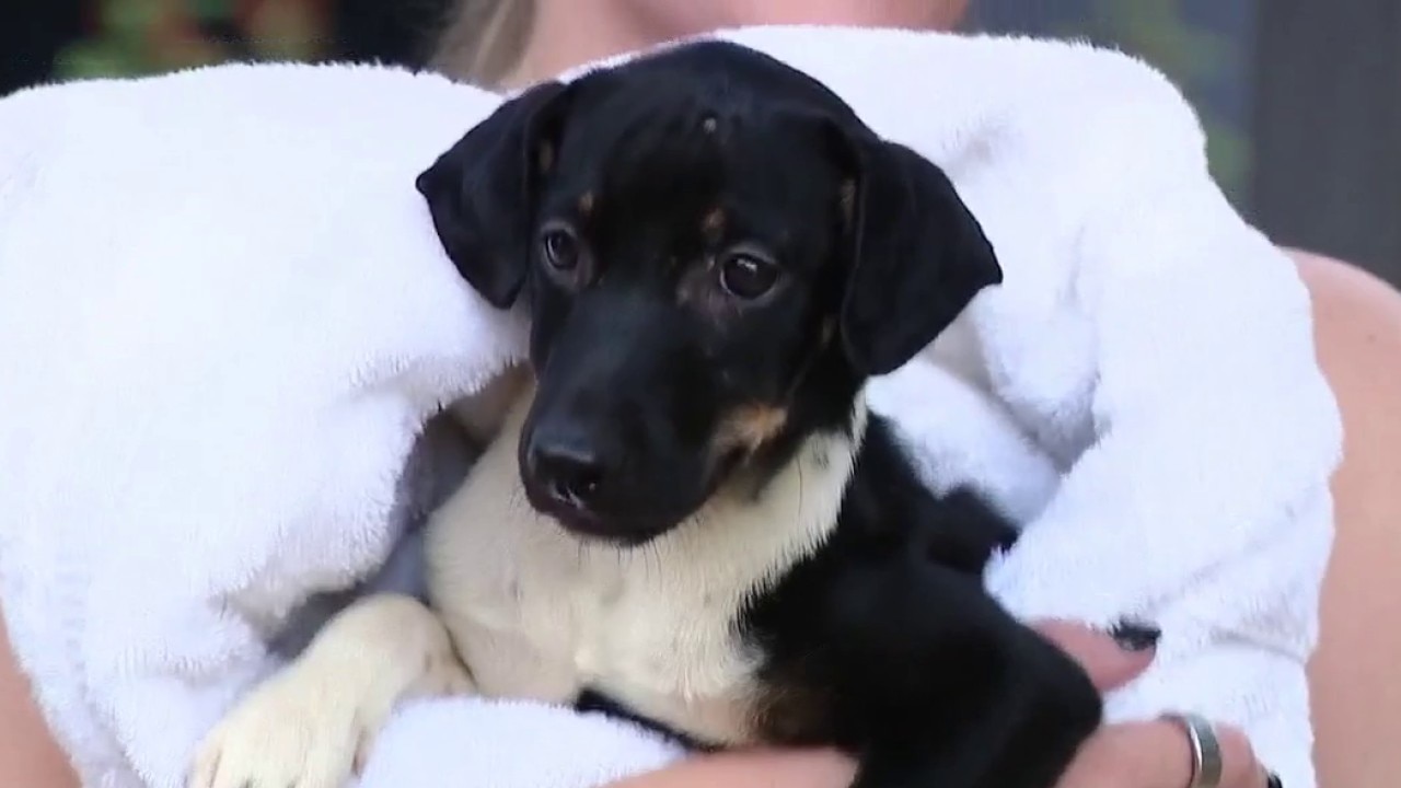 Today is National Puppy Mill Awareness Day