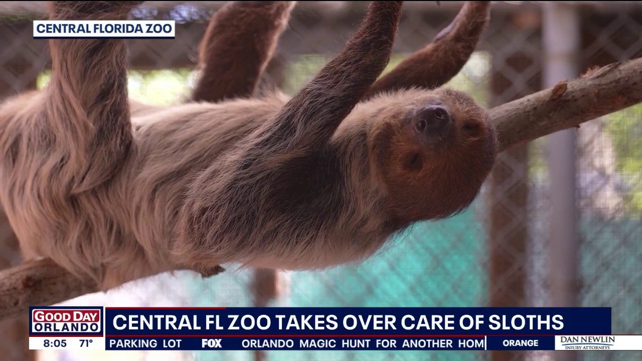 Central Florida Zoo takes over care of sloths