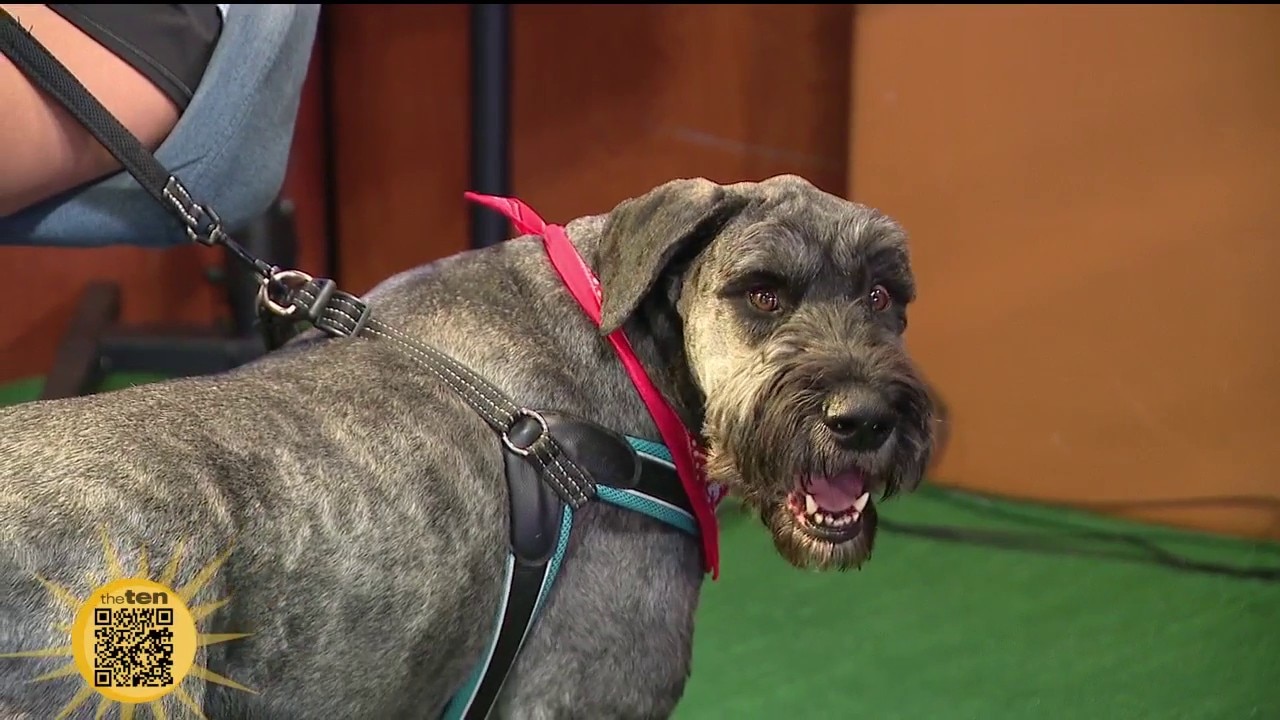 Rangers Bark in the Park, Pet Calendar | The Ten
