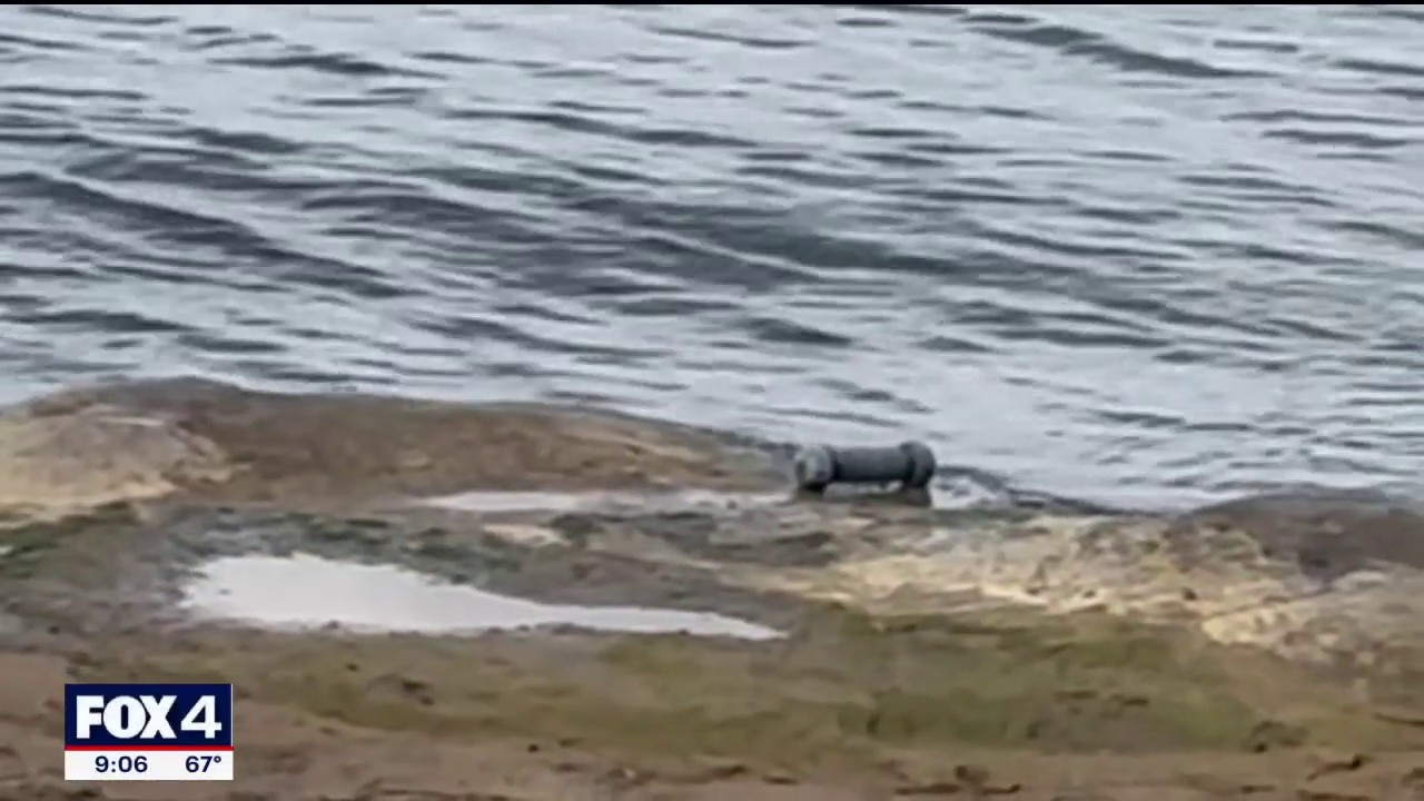Pipe bomb found at Lake Lewisville