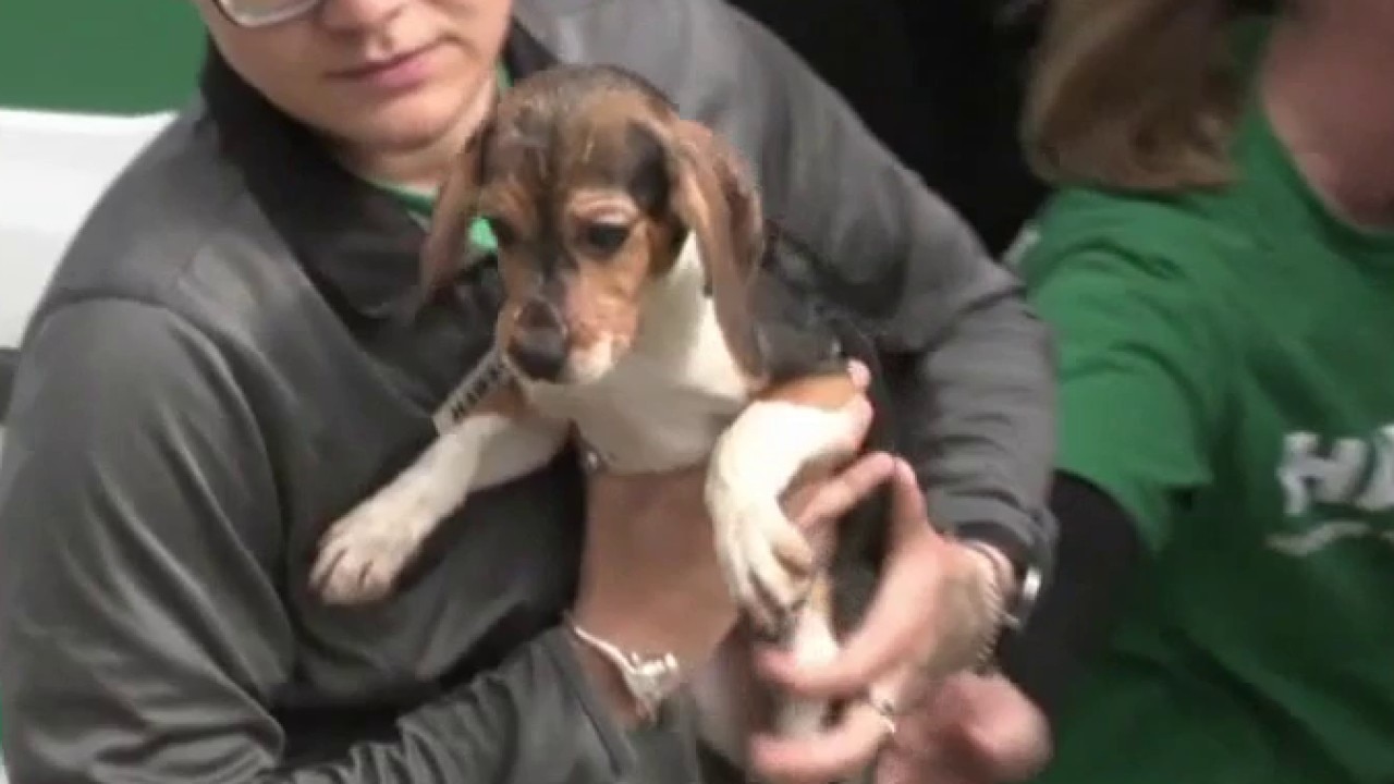 HAWS in Waukesha welcomes Ridglan beagles