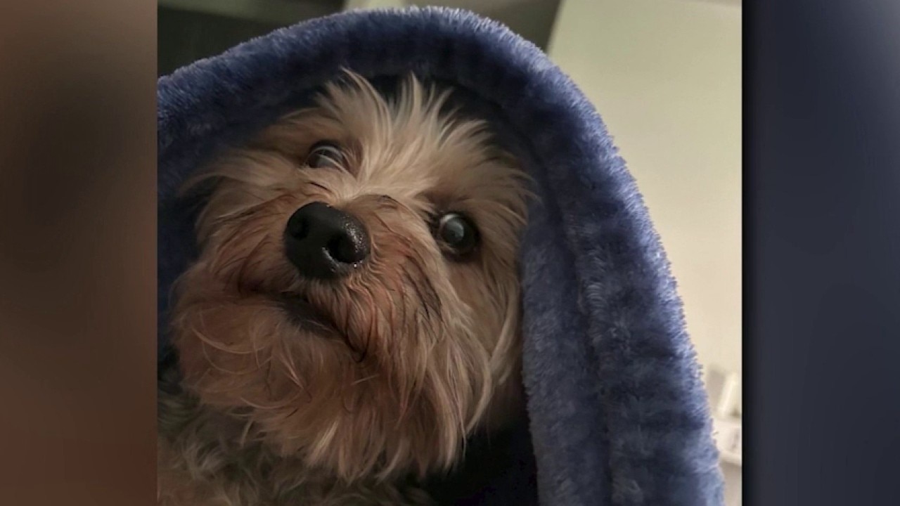 Dog attack in South Fulton leaves 8-year-old Yorkie dead