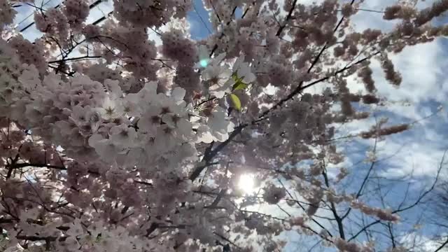 What is a rain shadow?